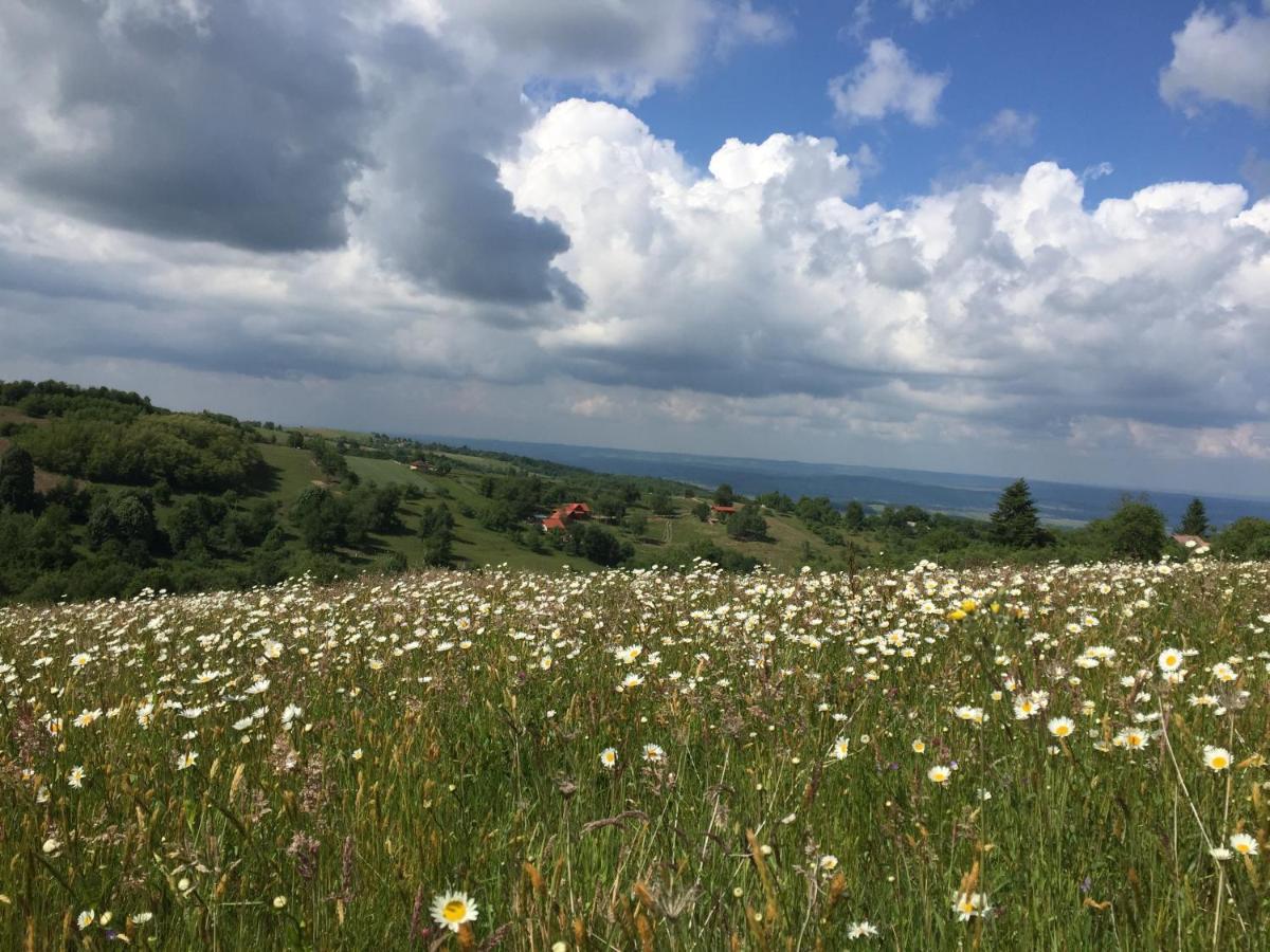 Rose Hip Hill Farm Bed & Breakfast Valea Tirnei Exterior photo