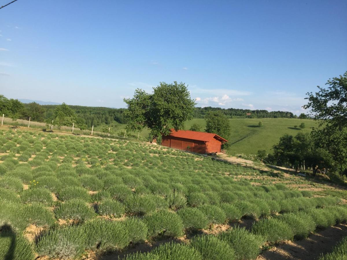 Rose Hip Hill Farm Bed & Breakfast Valea Tirnei Exterior photo