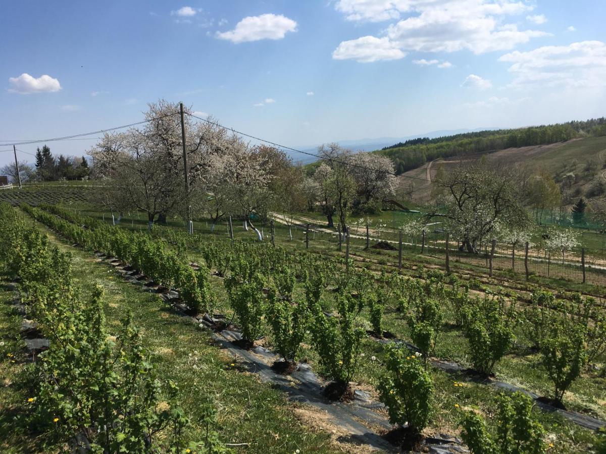 Rose Hip Hill Farm Bed & Breakfast Valea Tirnei Exterior photo